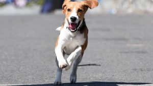 Este 21 de julio se celebra el Día Mundial del Perro