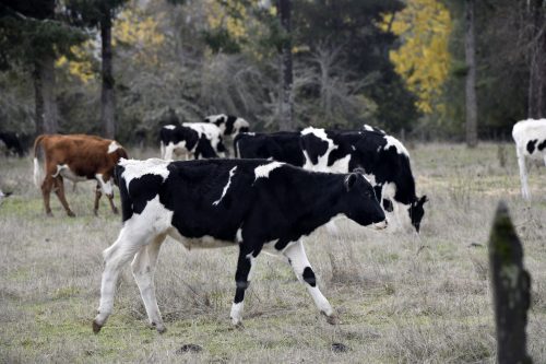Eructos de vaca bajos en metano: el ganado modificado genéticamente para reducir la contaminación
