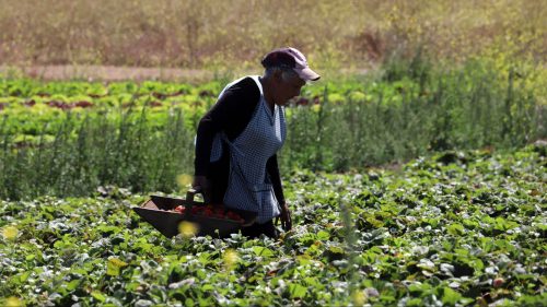 Bono Mujer Trabajadora: hay fecha para el pago anual en agosto, revisa acá el monto