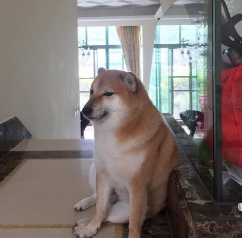 Muere Cheems, el famoso perrito meme de raza Shiba Inu