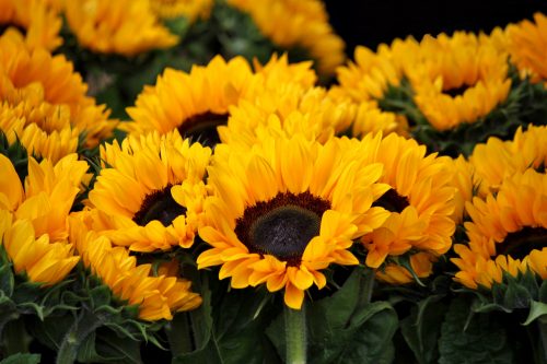 ¿Por qué se regalan flores amarillas este 21 de septiembre en algunos países de Latinoamérica?