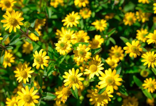 Flores amarillas: la tendencia que se vivió el 21 de septiembre en América Latina