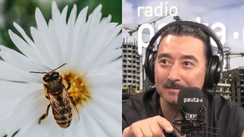 El rol de las abejas en la ciudad: ¿Cómo fomentar su desarrollo urbano?