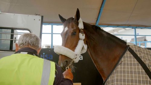 LATAM transporta 196 caballos para las competencias ecuestres de los Juegos Panamericanos 2023