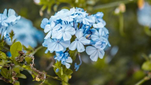 ¿Por qué se regalan flores azules este 3 de octubre en países de Latinoamérica?