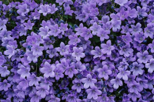 Regalar flores moradas: cuál es su origen y por qué se vuelve tendencia para este 9 de octubre