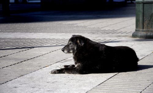 Eutanasia a 4.000 perros callejeros: la exigencia de la Municipalidad de San Pedro de Atacama a la Seremi de Salud