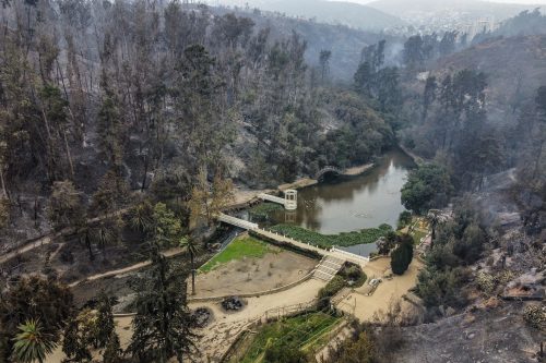 Quedaron libres: Fiscalía decidió no formalizar a los dos sospechosos de iniciar fuego en Viña del Mar