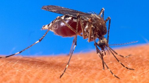 Alerta Amarilla por dengue: confirman primer caso en el norte de Chile