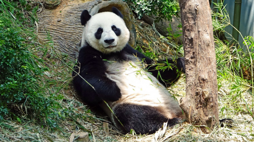 Muere a los 28 años Tan Tan, el panda más longevo de Japón