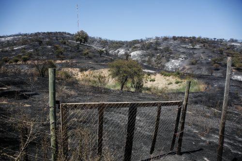 Corma por crisis del sector: "Pedimos una ley de fomento forestal para pequeños propietarios y una ley de incendios que nos proteja"