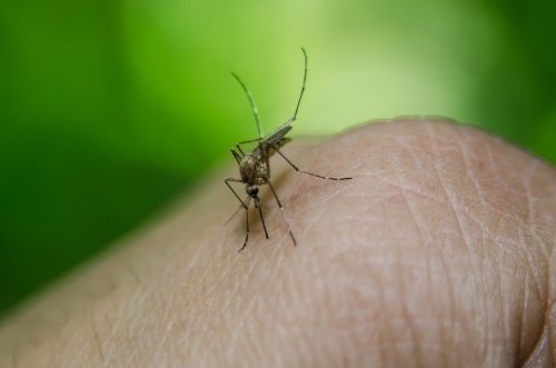 Dengue en Chile: entérate cómo se contagia y cuáles son los síntomas