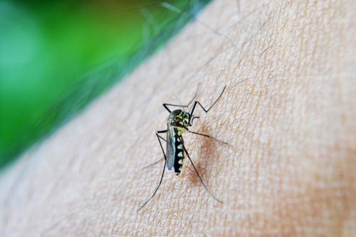 Preocupación por dengue en América: se registran 3,5 millones de casos en lo que va de 2024