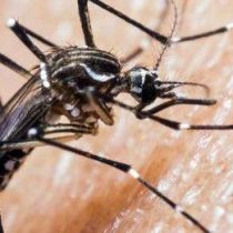 Dengue: síntomas y que tipos existen