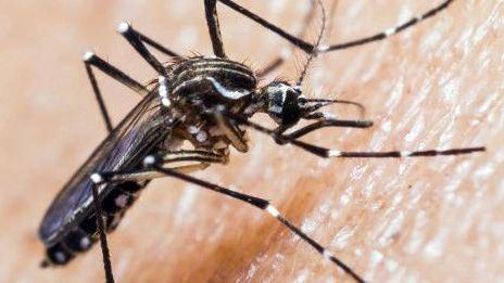 Minsal confirma 179 casos de dengue en el país: 135 son importados y 44 corresponden a Isla de Pascua
