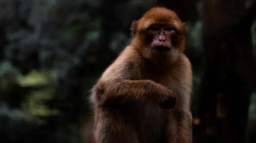 Virus del mono B: un nuevo contagio en humanos alarma al mundo