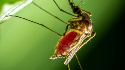 Dengue: qué es, cuáles son los síntomas y cómo no contagiarse