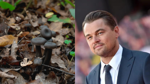 Leonardo DiCaprio compartió un post en Instagram anunciando que un hongo que parecía extinto fue redescubierto en Chile
