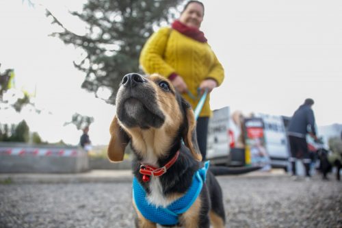 ¡Llegó Uber Pet a Chile!: descubre qué es y cómo se utiliza