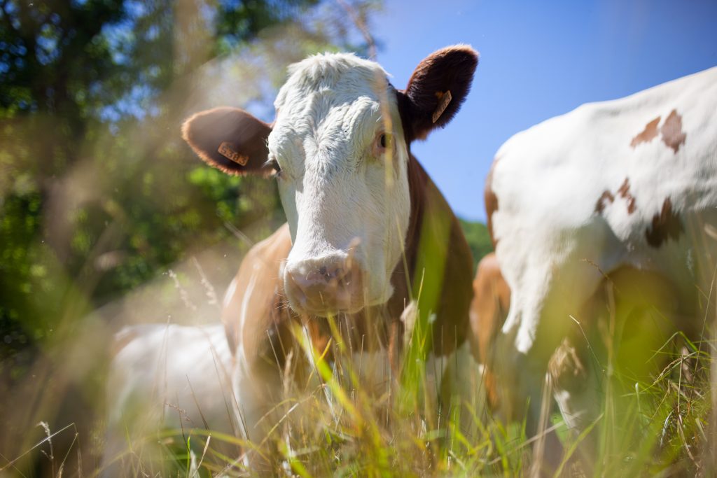 Dinamarca raya la cancha contra el cambio climático con un impuesto que medirá las emisiones de gases de las vacas