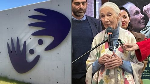 Jane Goodall, la célebre etóloga inglesa ya está en Chile