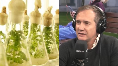 Agricultura celular: Rubisco Biotechnology y su apuesta por la sostenibilidad