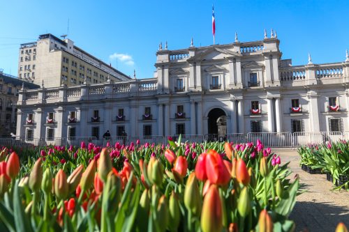 Día del Tulipán: revisa dónde podrás ir a buscar tus flores gratis