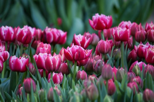 Día del Tulipán: revisa cómo cuidar y mantener frescas tus flores