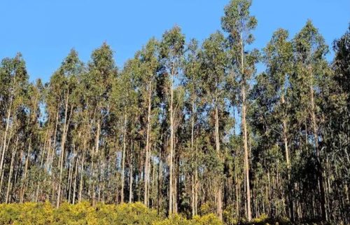 Proyecto Euca-drought busca encontrar eucaliptos resistentes a las sequías