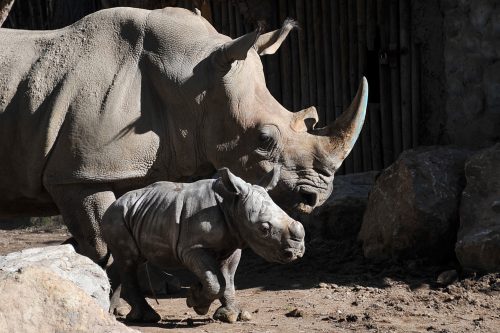 Día Mundial de los Animales: descubre por qué se conmemora este día