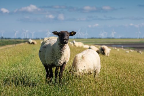 Nuevo dispositivo que protege a las ovejas de ataques de otros animales