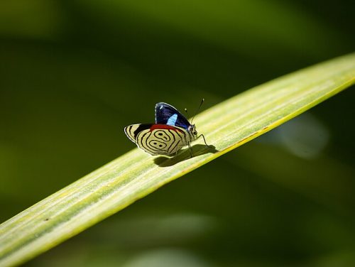 Informe WWF reveló que la vida silvestre mundial ha disminuido un 73% en los últimos 50 años