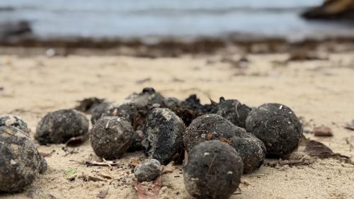 Alerta en Australia por extrañas bolas de alquitrán que han aparecido en las playas del país