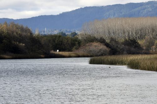 Dueño de predio en Mariquina es formalizado por grave daño ambiental a humedal protegido