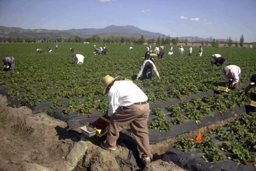 Fiscalización en sector agrícola termina con 47 bolivianos detenidos