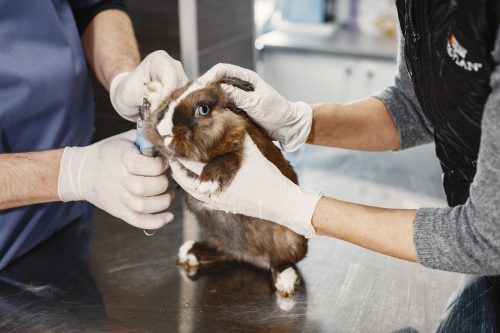 Hoy entra en vigencia ley que prohíbe el uso de animales para testear cosméticos en Chile