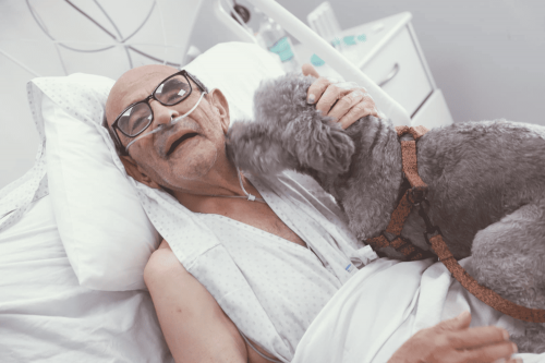 Hospital Clínico de la Universidad de Chile implementa visitas de mascotas para pacientes críticos