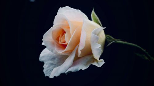 Cómo ha evolucionado la despedida de los seres queridos