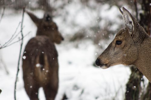 Descubren nueva población de diez huemules en un lugar remoto de la patagonia chilena