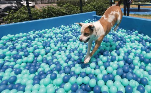 "GuauFest": Chile tendrá su primer parque de diversiones para perros en diciembre