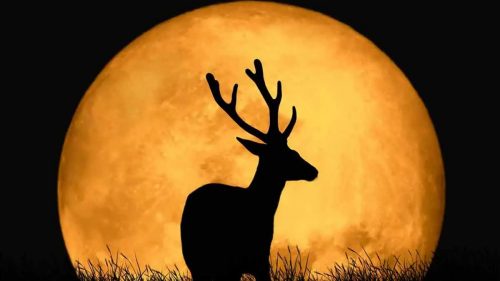 Luna de Ciervo 2025: ¿Cuándo se podrá ver el evento?