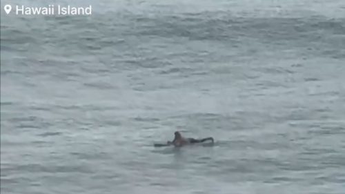 Surfista en Hawaii es captado esperando las olas en medio de alerta de tsunami