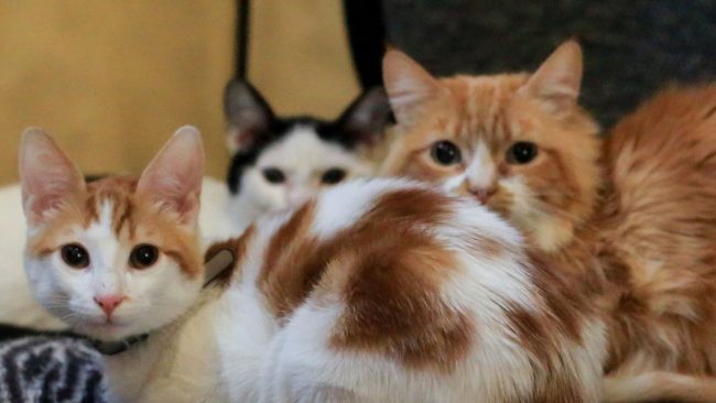 Mes de los gatos: ¿Por qué las gatas cambian su comportamiento en agosto?