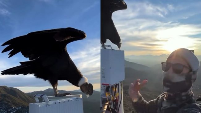 Advierten riesgos tras viral de un cóndor en Machalí: especie está vulnerable a la extinción