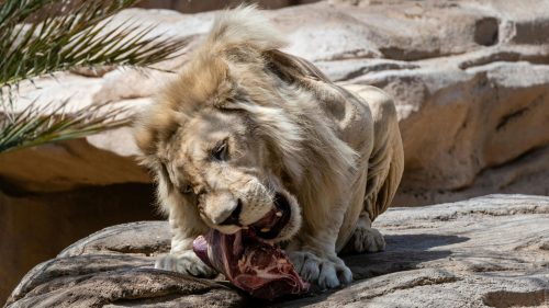 Zoológico de Dinamarca hace polémica petición: llamó a donar mascotas para alimentar a sus depredadores