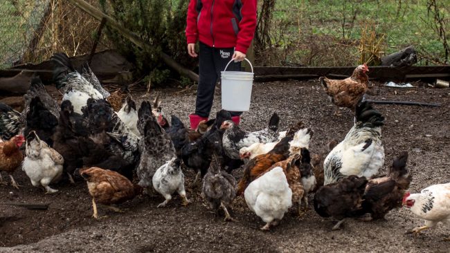 SAG suspende importaciones avícolas desde Argentina por brote de influenza aviar altamente patógena