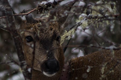 Hallazgo de huemules en la Patagonia chilena da esperanza al trabajo de conservación de la especie