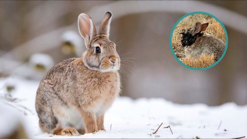 Captan conejos con "tentáculos" en Estados Unidos: ¿Cuál es el virus que lo provoca?