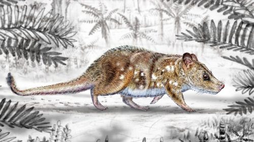 Científicos de la Universidad de Chile descubren nuevo mamífero de la prehistoria en la Patagonia