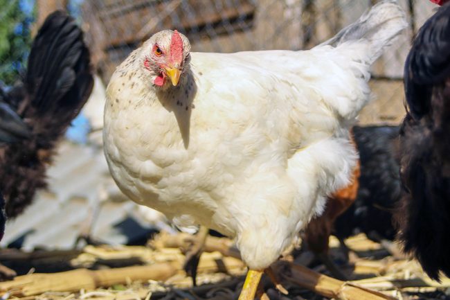 Chile suspende importaciones de pollo argentino por brote de influenza aviar: experto advierte riesgos